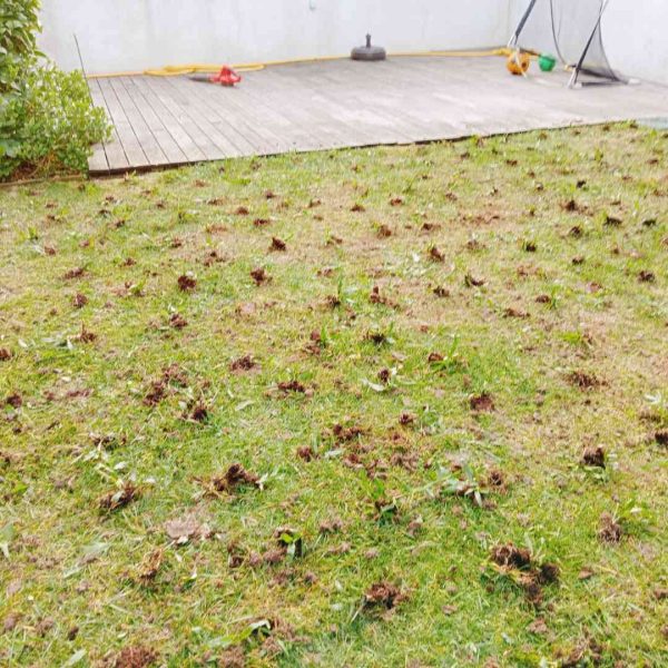 Relva Brasileira - Tabuleiro de 84 Pés (Aprox. 4m²) - Image 4