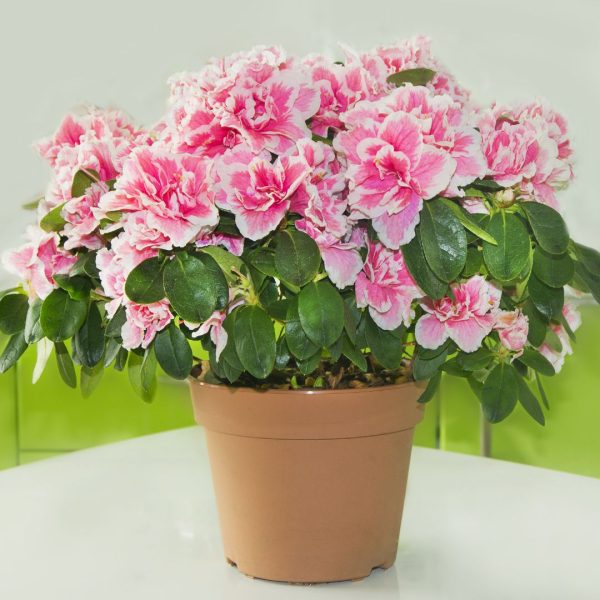 Azaléa - Planta de Jardim (Vaso 3lt - Médio)