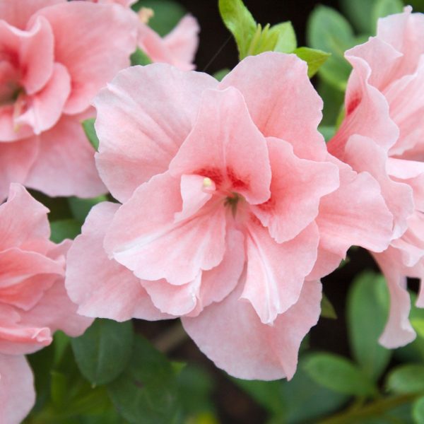 Azaléa - Planta de Jardim (Vaso 3lt - Médio) - Image 3