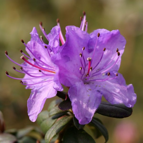 Azaléa - Planta de Jardim (Vaso 3lt - Médio) - Image 4