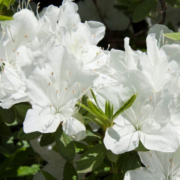 Azaléa - Planta de Jardim (Vaso 3lt - Médio) - Image 5