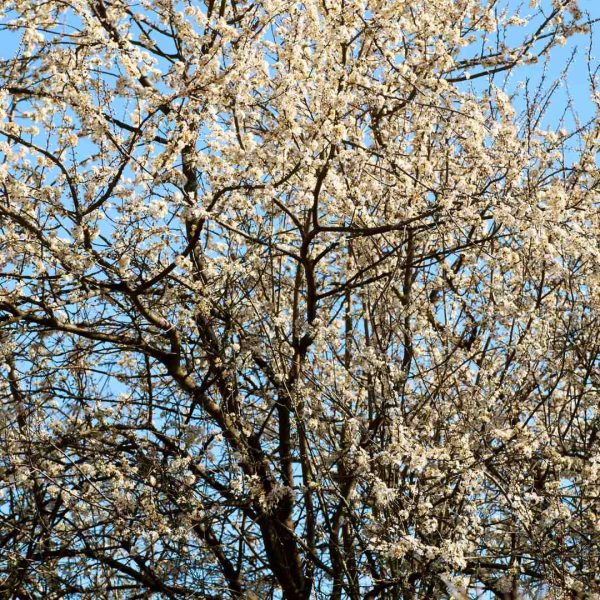 Ameixeira Czar (Prunus domestica 'The Czar') [120cm] - Image 4