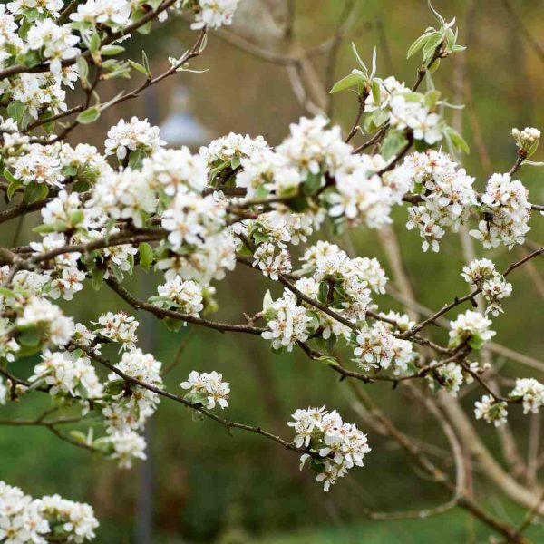 Ameixeira Czar (Prunus domestica 'The Czar') [120cm] - Image 5