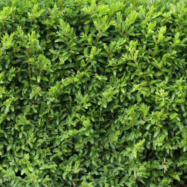 Buxus sempervirens Hedge 9 cm em vaso [5 VASOS] - Image 3