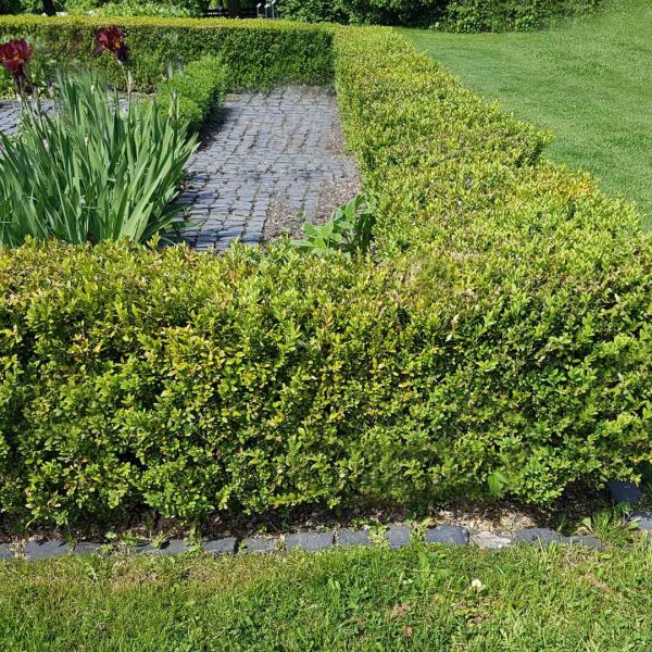 Buxus sempervirens Hedge 9 cm em vaso [5 VASOS] - Image 2
