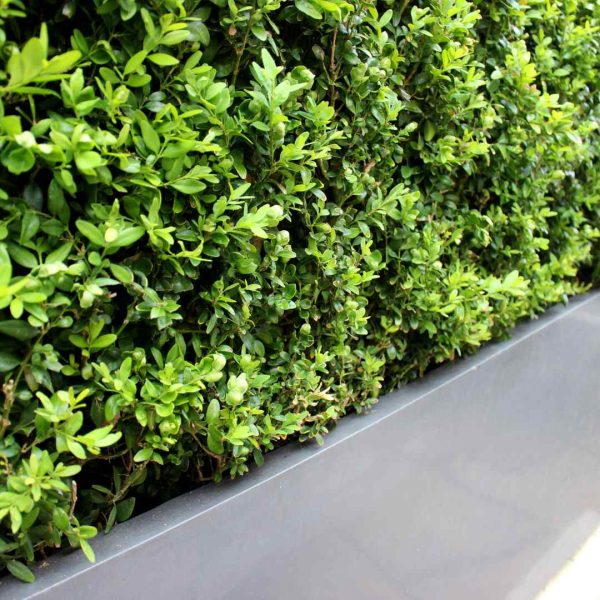 Buxus sempervirens Hedge 9 cm em vaso [5 VASOS]