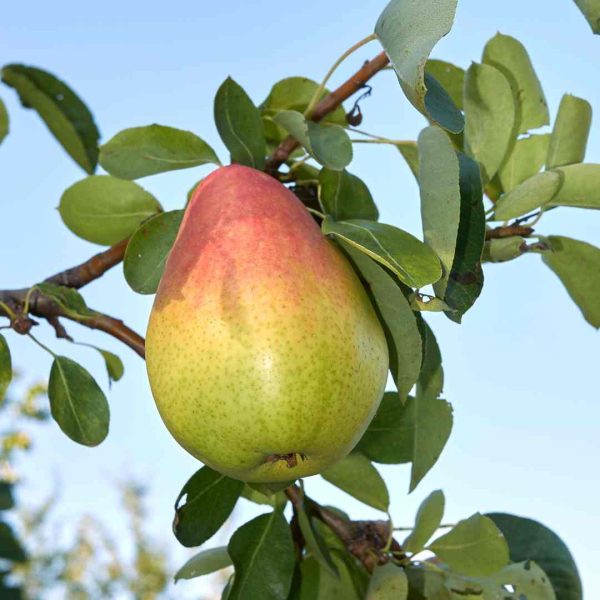 Pereira Pyrus (Pyrus communis 'Condo') - Image 3