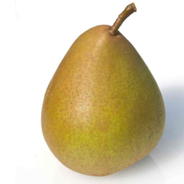 Pereira Pyrus (Pyrus communis 'Condo') - Image 2