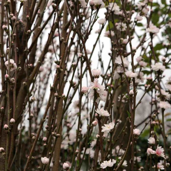 Pessegueiro Rubira (Peach Prunus persica Rubira) [120cm] - Image 2