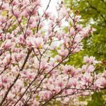 Magnólia Liliflora 'Nigra'