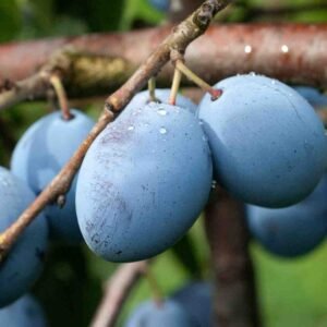 Ameixeira Czar (Prunus domestica 'The Czar') [120cm]