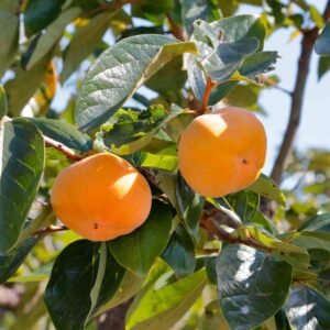 Diospireiro (Diospyros kaki) [120cm]