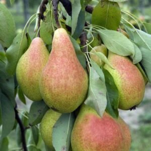 Pereira Pyrus (Pyrus communis 'Condo')