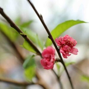 Pessegueiro Rubira (Peach Prunus persica Rubira) [120cm]