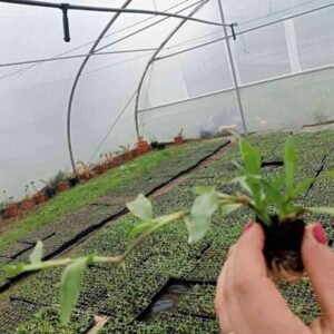 Relva Brasileira - Tabuleiro de 84 Pés (Aprox. 4m²) minimo compra 2